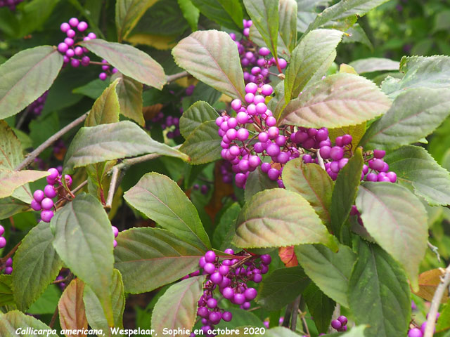 Callicarpa americana