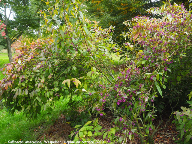 Callicarpa americana