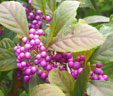 Callicarpa americana