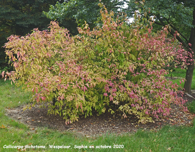 Callicarpa dichotoma