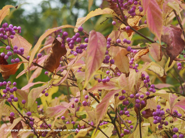 Callicarpa dichotoma