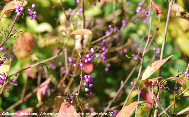 Callicarpa dichotoma