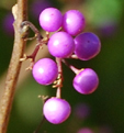 Callicarpa dichotoma