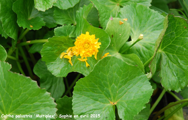 Caltha plaustris 'Multiplex'