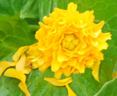 Caltha palustris 'Multiplex'