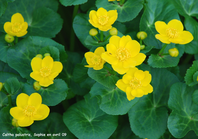 Caltha plaustris