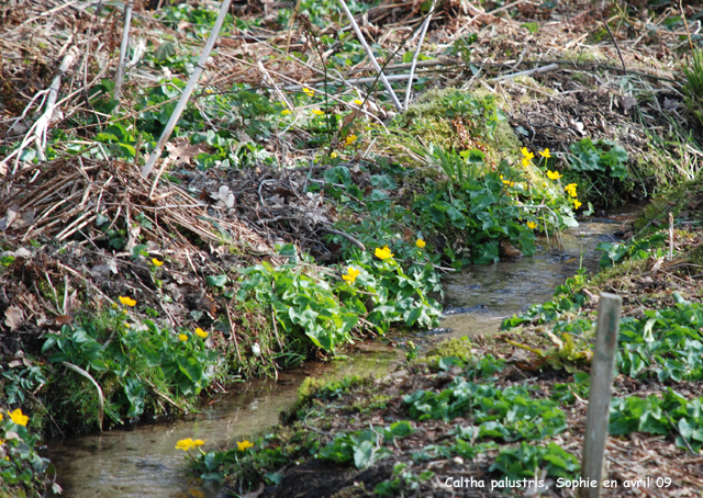 Caltha plaustris