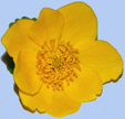 Caltha palsutris