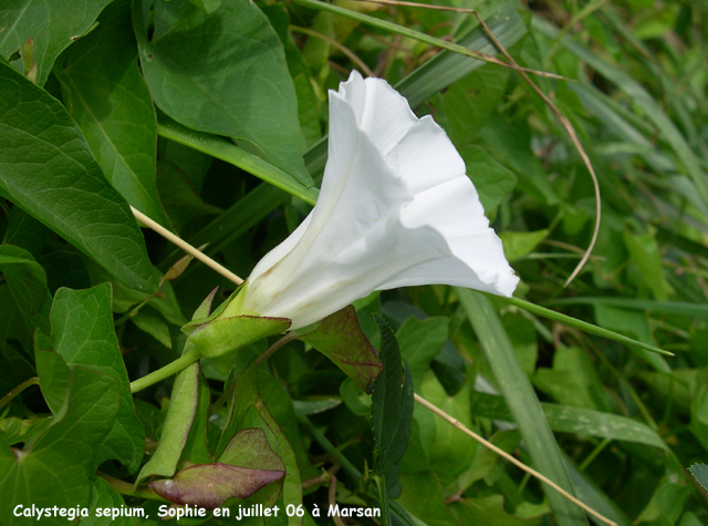 Calystegia sepium