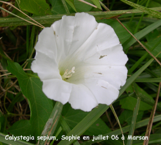 Calystegia sepium