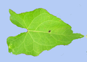 Calystegia sepium