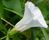 Calystegia sepium