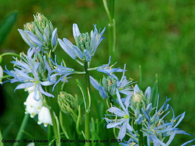 Camassia 'Blue Heaven'