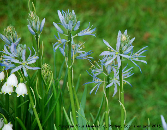 Camassia 'Blue Heaven'