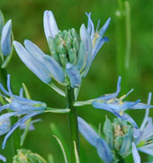 Camassia 'Blue Heaven'