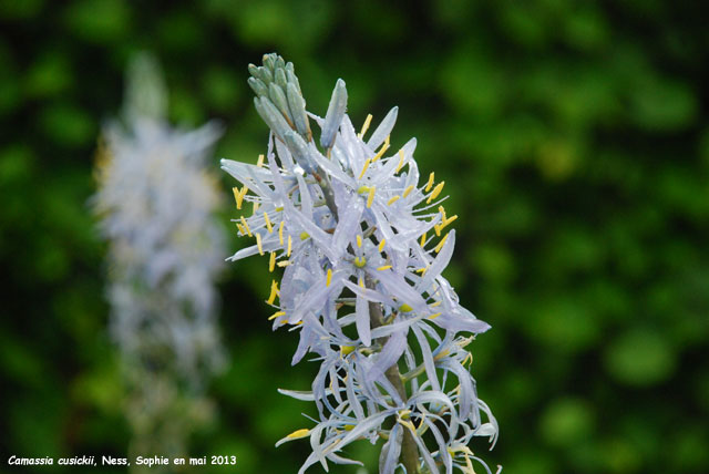 Camassia cusickii