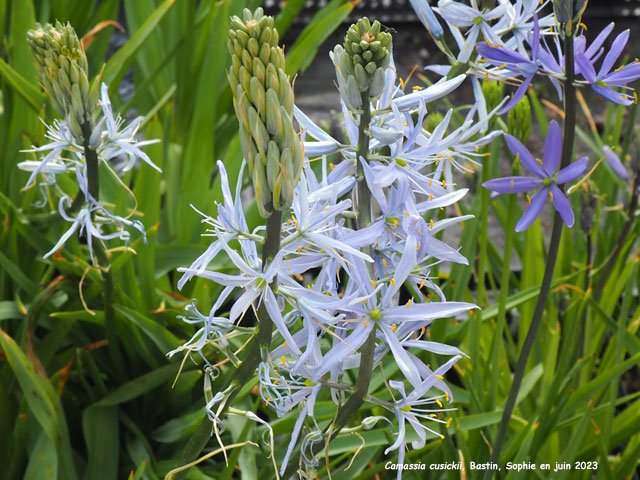 Camassia cusickii