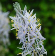 Camassia leichtlinii subsp. suksdorfii Caerulea Groupe