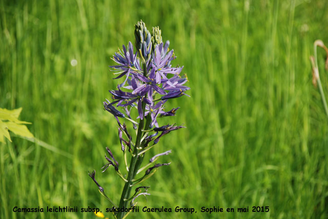 Camassia leichtlinii subsp. suksdorfii Caerulea Group 