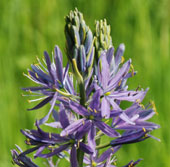 Camassia leichtlinii subsp. suksdorfii Caerulea Group