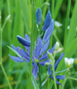 Camassia quamash