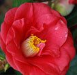 Camellia japonica 'Adolphe Audusson'