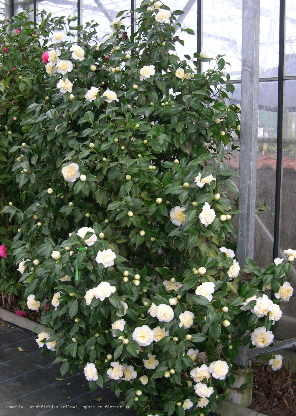 Camellia japonica 'Brushfield's Yellow