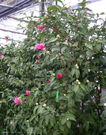 Camellia x williamsii 'Debbie'