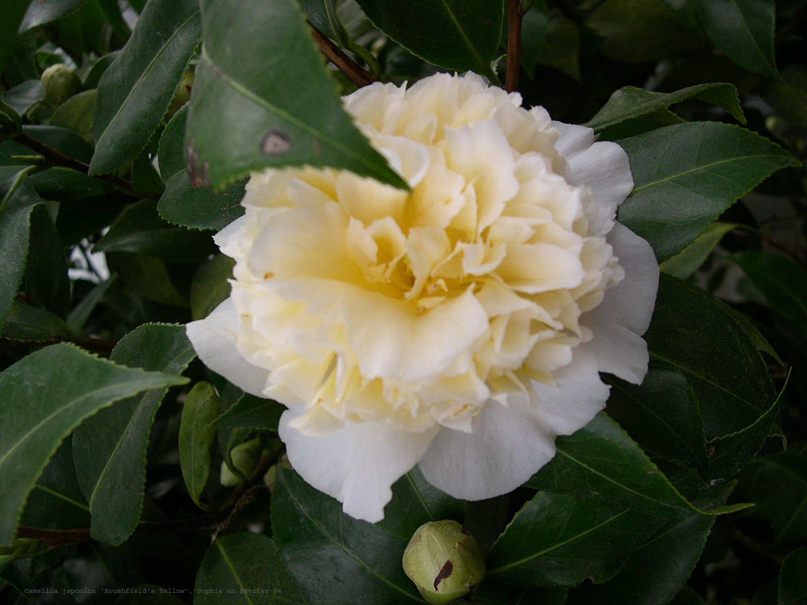 Camellia japonica 'Brushfield's Yellow'