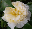 Camellia japonica 'Brushfield Yellow' 