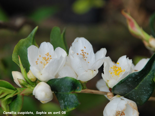 Camellia cuspidata