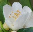 Camellia cuspidata