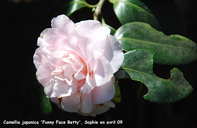 Camellia japonica 'Funny Face Betty'