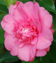 Camellia japonica 'Elegans'