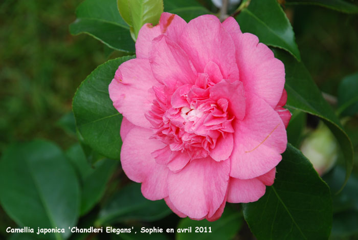 Camellia japonica 'Elegans'