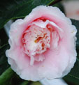 Camellia japonica 'Ellegans Splendor'