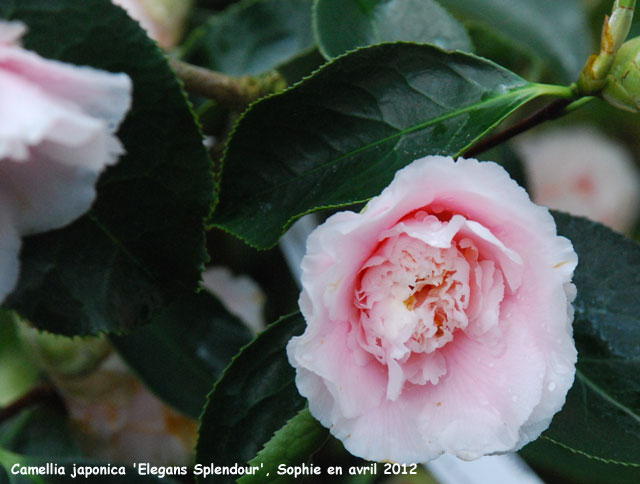 Camellia japonica 'Elegans Splendor'