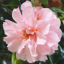 Camellia x williamsii 'Galaxie'