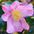 Camellia sasanqua 'Hugh Evans'