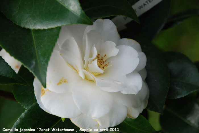 Camellia japonica 'Janet Waterhouse'