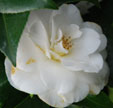 Camellia japonica 'Elegans Splendor'