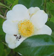 Camellia japonica 'Alba Simplex'