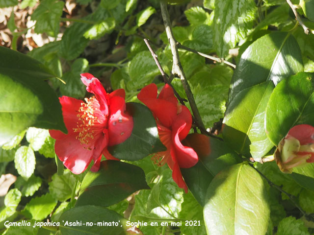 Camellia japonica 'Asahi-no-minato'
