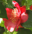 Camellia 'Asahi-no-minato'