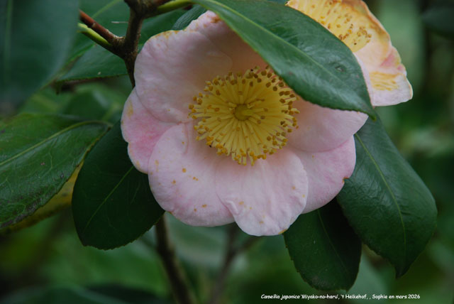 Camellia japonica 'Miyako-no-haru'