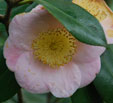 Camellia japonica 'Miyako-no-haru'