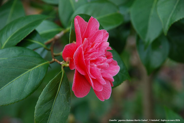 Camellia japonica 'Madame Martin Cachet'