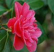 Camellia japonica 'Madame Martin Cachet'