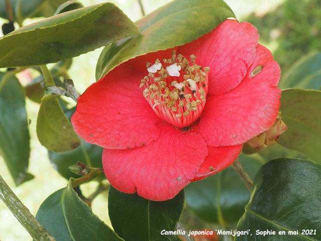 Camellia japonica 'Momijigari'