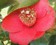 Camellia japonica 'Momijigari'